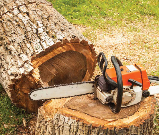 Abattage arbre dans le 33
