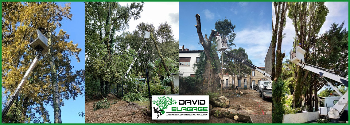Elagage arbres en hauteur en Mérignac Arcachon